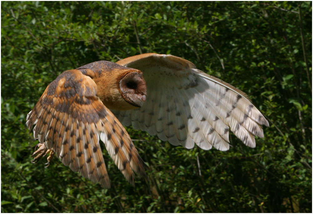 Barn Owl in flight