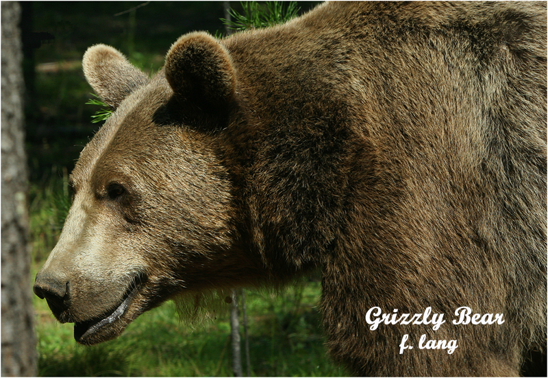 Grizzly