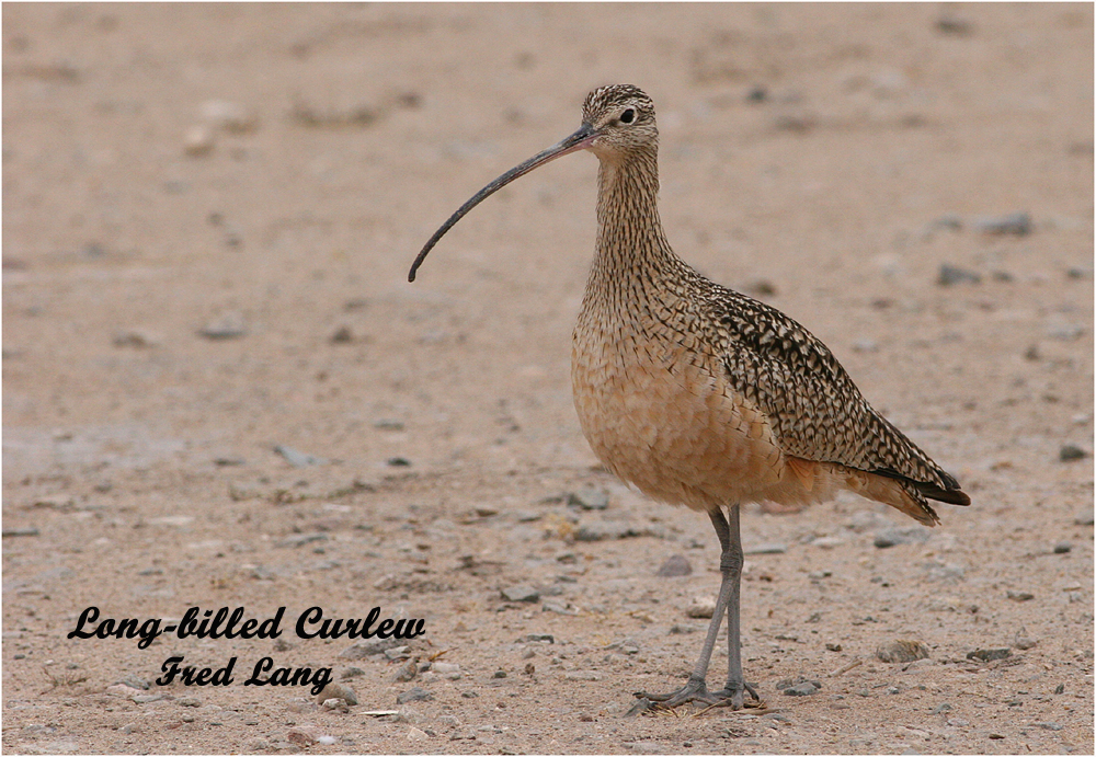 Long-billed Curlew