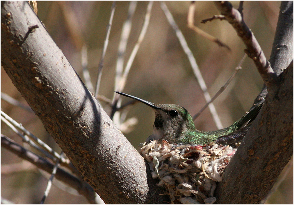 Hummingbird in Nest