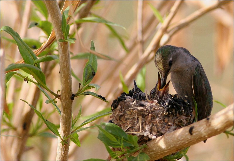Hummingbird feeding chicks ...