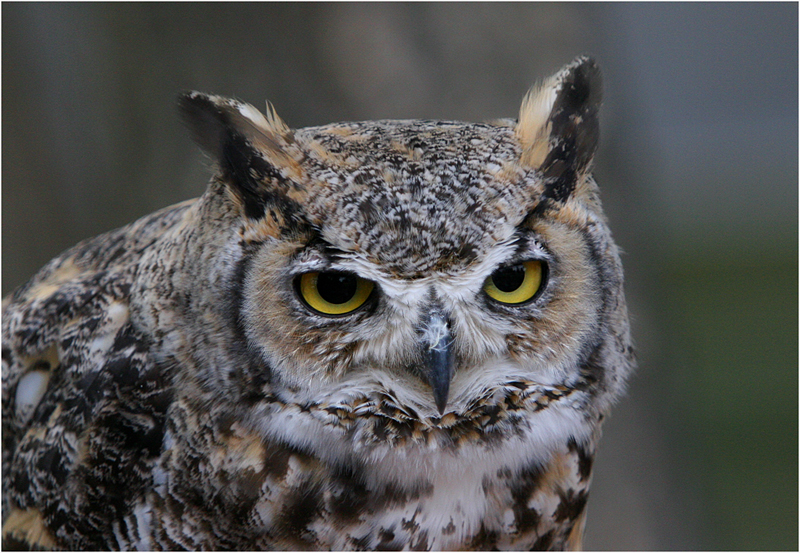 Great Horned Owl