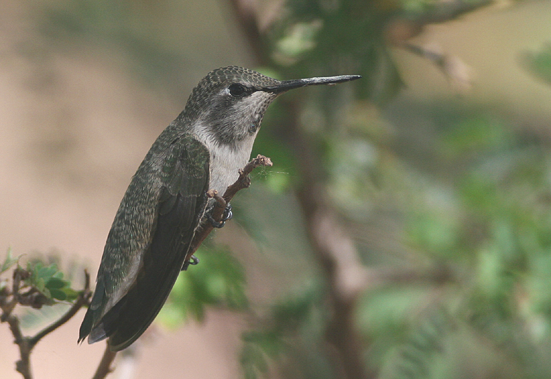 Annas Hummingbird