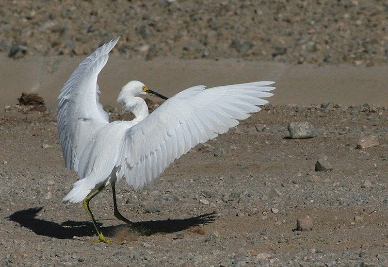 Egret