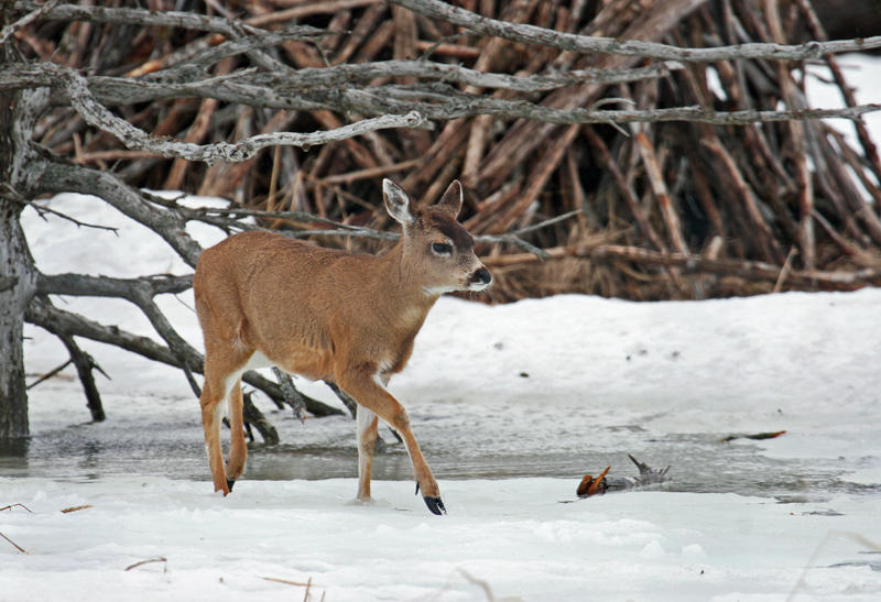 Sitka Black-tailed Deer