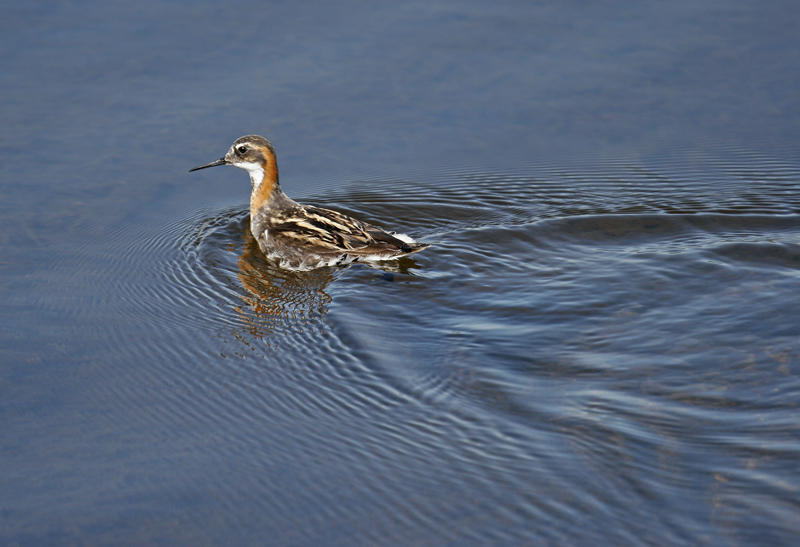 Red-necked Phalarope