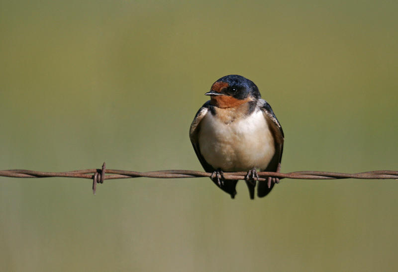 Barn Swallow