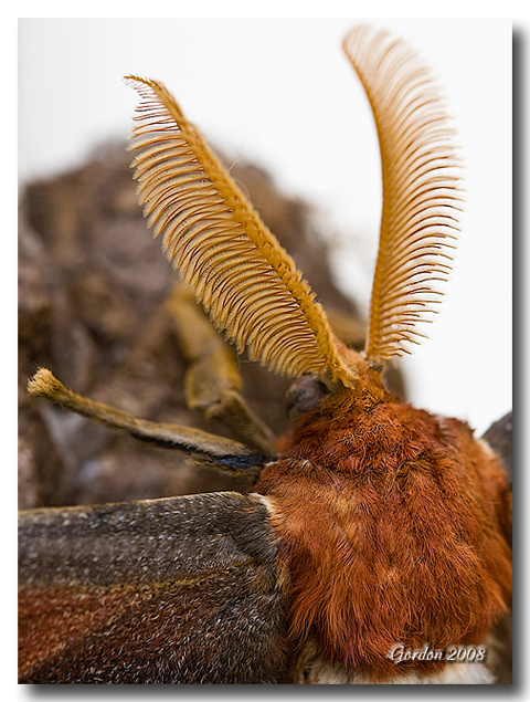 Papillon de nuit / Cobra Moth.jpg