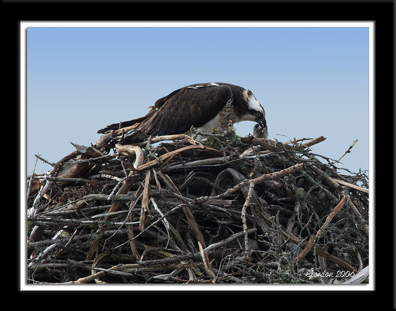 Balbuzard  pcheur / Osprey