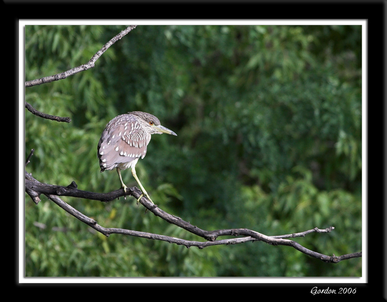 Bihoreau gris juvnile / Black-crowned Night-heron (immature)