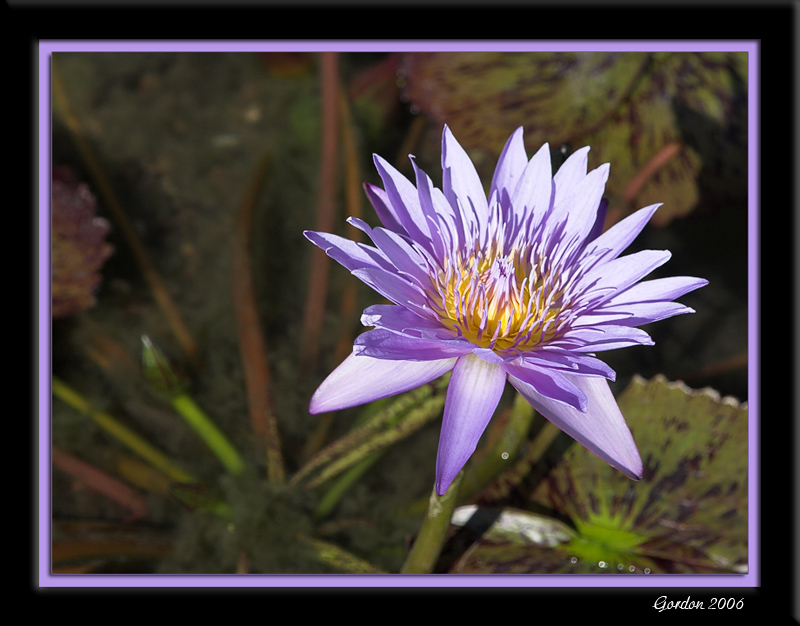 Nnuphar / Blue water lily 2