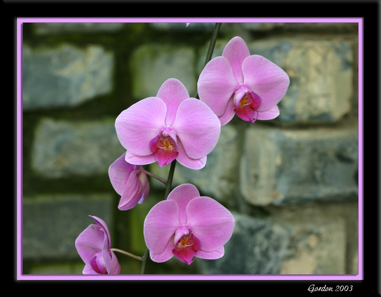 Orchide 04