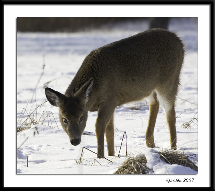 Cerf de Virginie / White-tailed Deer