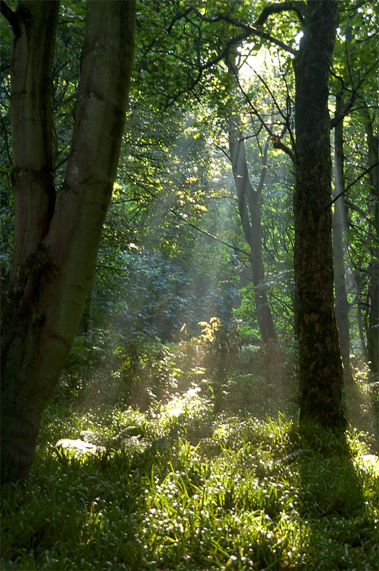 25th September 2008 <br> glade