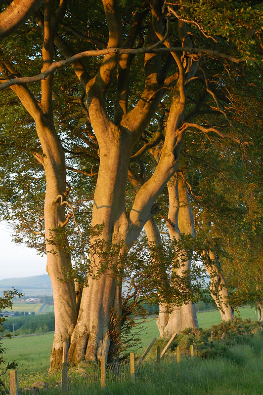 DSC_0011 copy.jpg