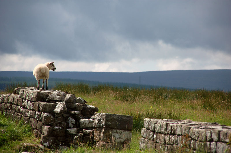 Sheep, Hadrians Wall