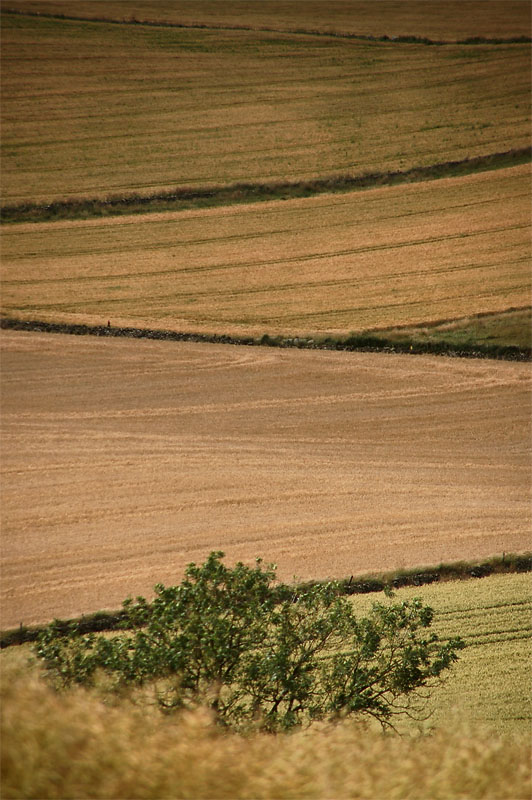 26th August 2009 <br> fields