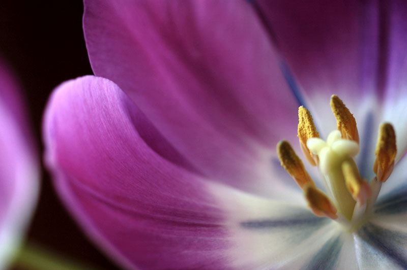19th February 2010 <br> tulip