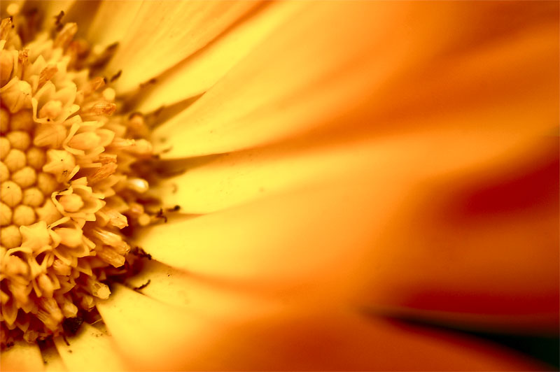 2nd August 2010 <br> daisy