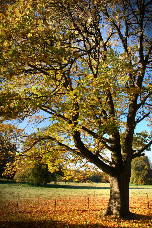 11th October 2010 <br> Autumn colours
