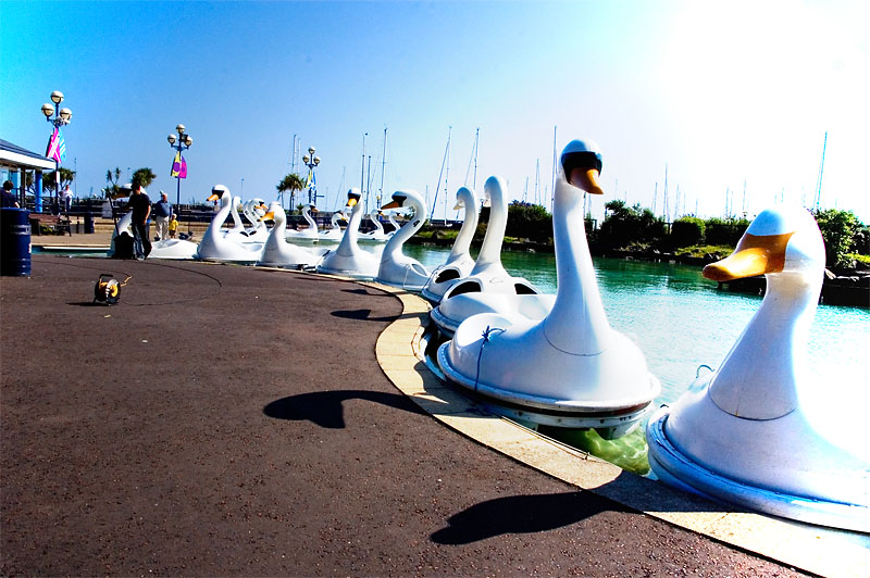 13th July 2011  swans