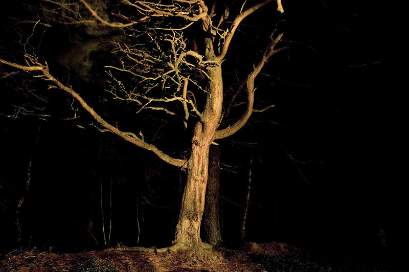 21st January 2012 in the woods at night in a gale