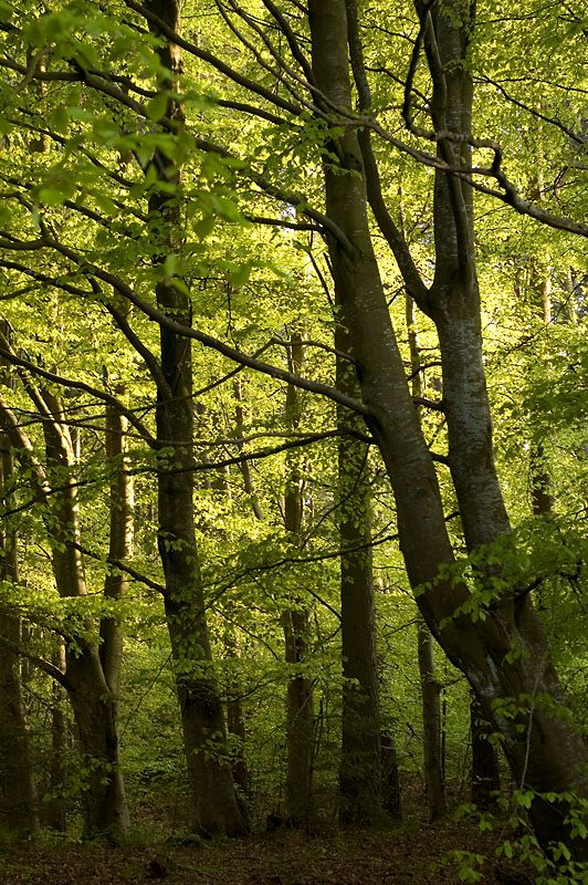 23rd May 2012 <br> verdant