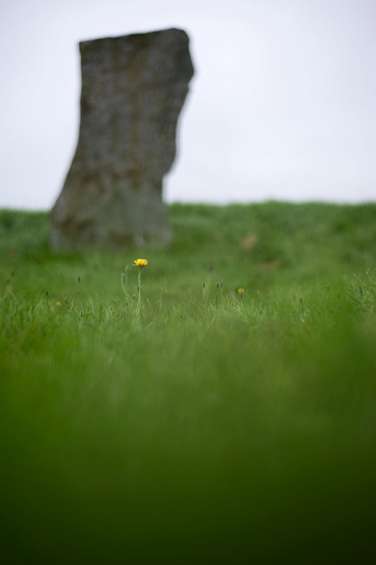 13th August 2012 <br> dandelions amongst the stones