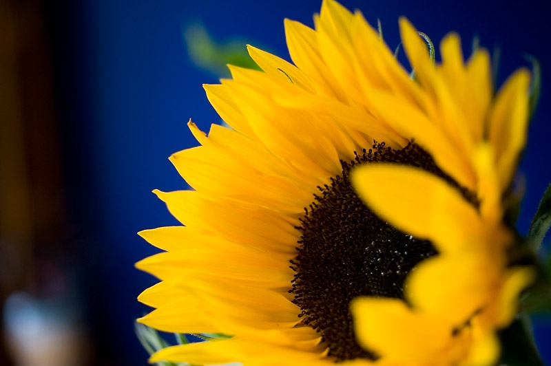 7th September 2012 <br> sunflower