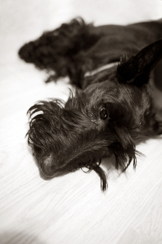 1st February 2013 <br> dog tired