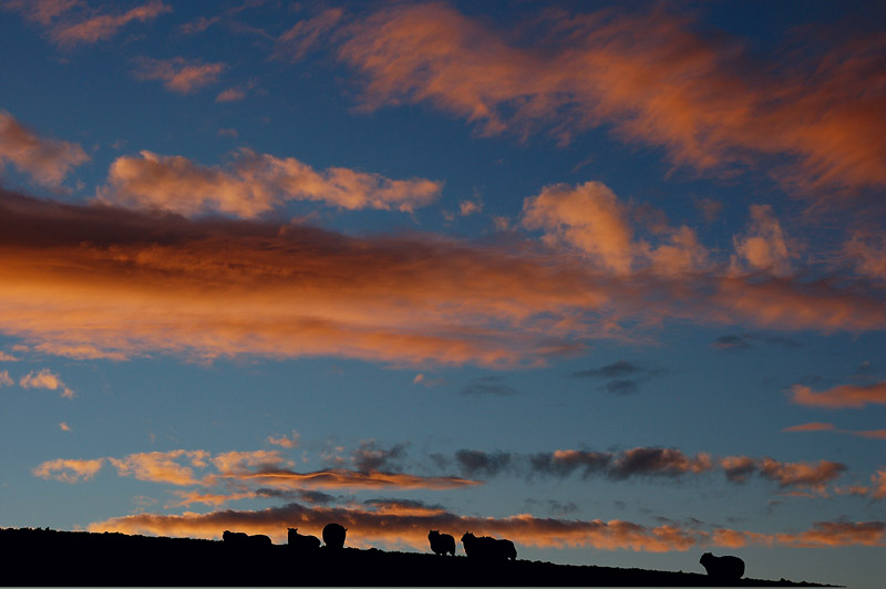 28th February 2007 <br> sheep