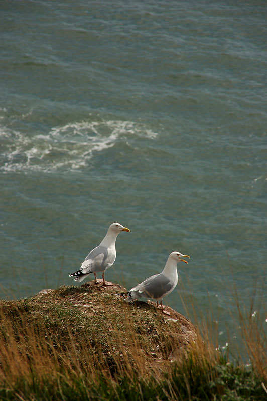 DSC_0051 copy.jpg