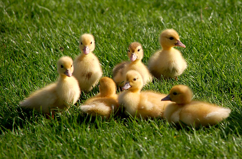 DSC_0078copy.jpg