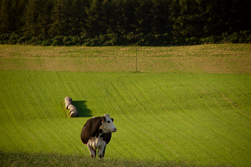 DSC_0023 copy.jpg
