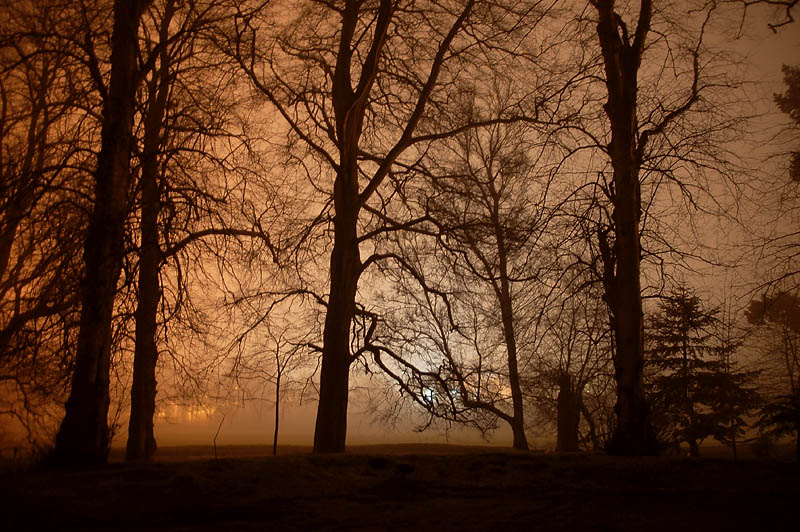 13th February 2008  woods in the mist at night