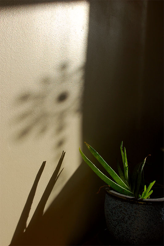 20th February 2008 <br> aloe vera