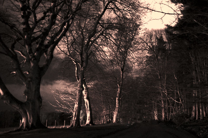 6th March 2008 <br> the woods in moonlight