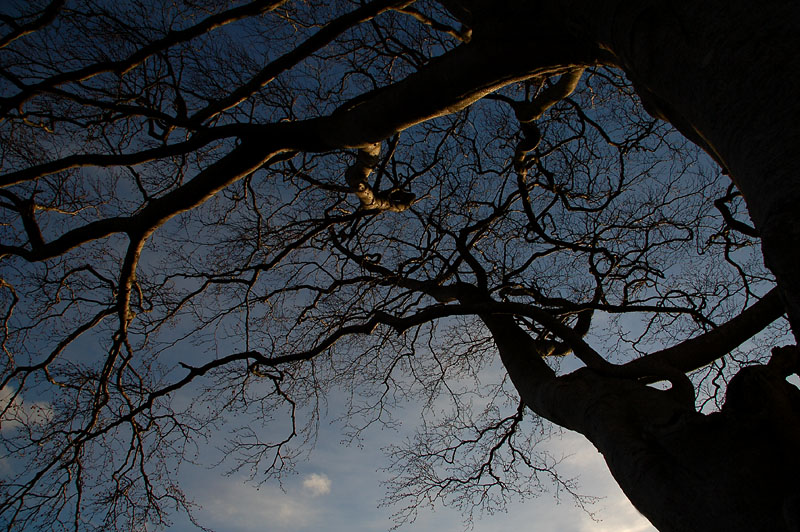DSC_0049 copy.jpg