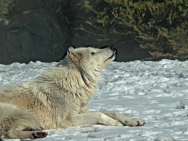 e Wolf  Turtleback zoo  ps cs FZ20  P1150413.jpg
