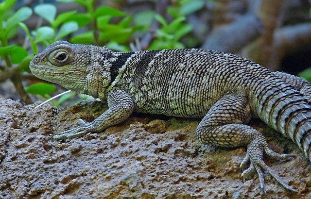e lizard FZ28 Brx Zoo feb 2009   ps e7  P1010290.jpg