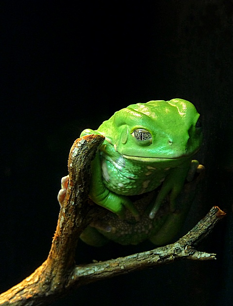 e frog2 FZ28 Brx Zoo feb 2009   ps e7  P1010276.jpg
