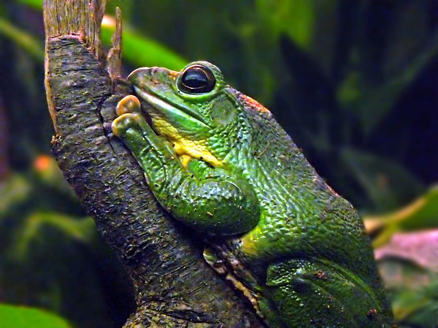 e2  frog  FZ28 Brx Zoo feb 2009   ps cs2  P1010699.jpg
