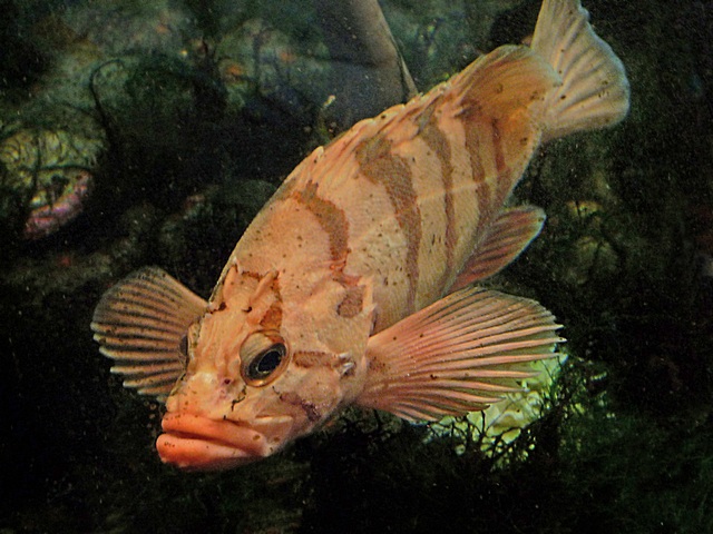 e NYA  fish  FZ28  ps cs2  P1020068.jpg
