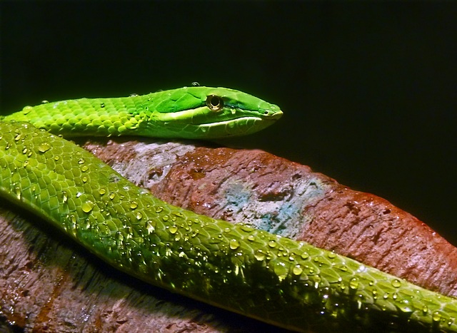 e Snake Bronx zoo FZ28   ps e7   P1030176.jpg
