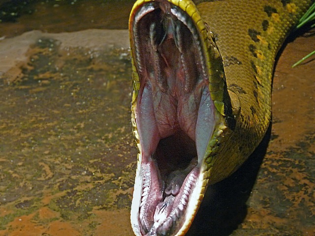 e Snake open mouth 2 Bronx Zoo feb 2009   FZ28  ps e7 P1030159.jpg