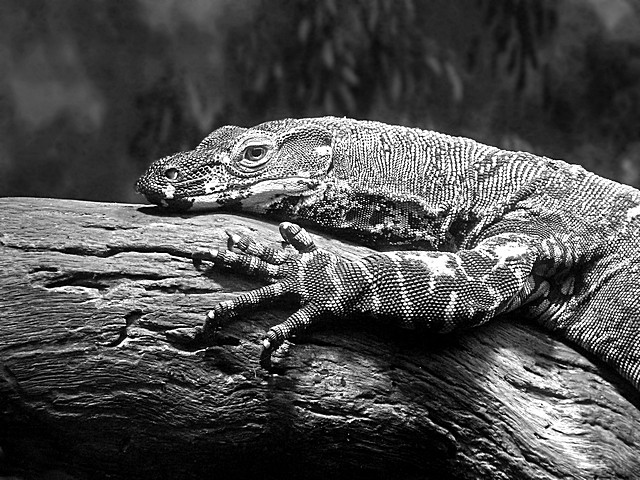 e BW 2  conversion in ps e7 Lizard Frog P1030190.jpg