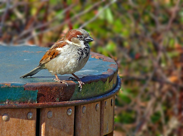 e Bird on Can  BZ  FZ28 ps cs2 P1030073.jpg