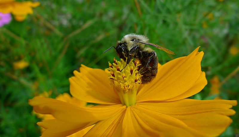 e Bee  LX3 ps cs4  crop P1050674.jpg