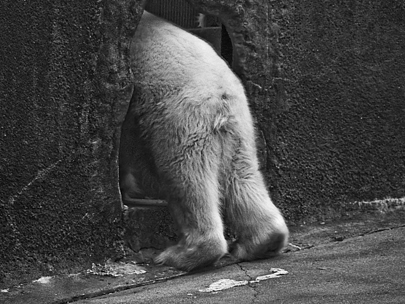 polar bear e BW   inside  brx zoo  ps cs4  RAW P1020557.jpg