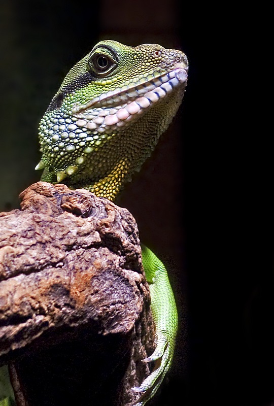e lizard  CROP  Brx Zoo  LX3  ps cs4 P1120876.jpg